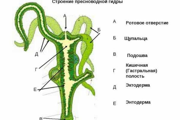 Kraken ссылка актуальная